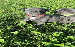 Staffordshire Bull Terrier dogs for sale: Healthy blue Staffordshire bull terrier so sweet - Image 4