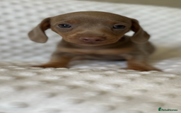 Miniature Dachshund dogs for sale: Champion lines mini Daschund last brindle boy  - Image 2