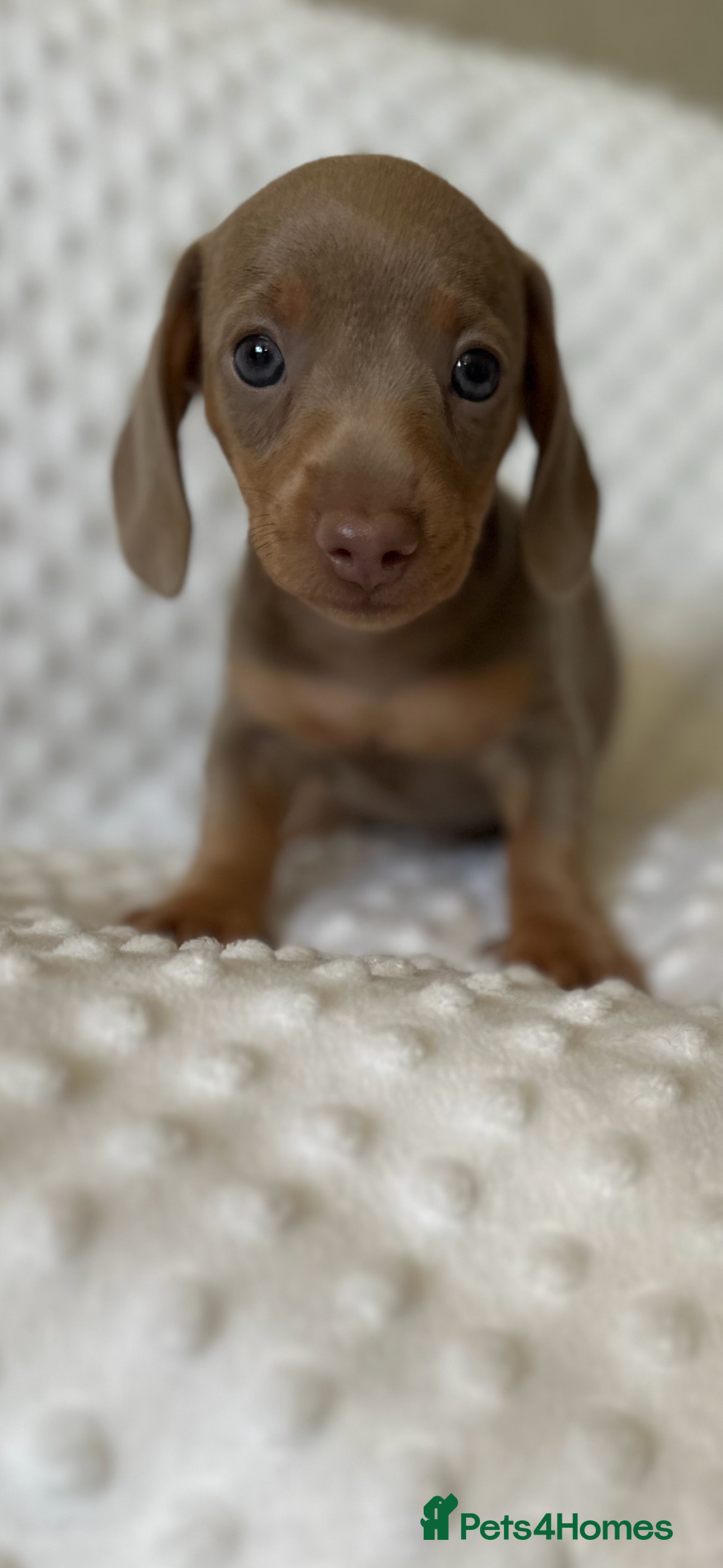 Miniature Dachshund dogs for sale: Champion lines mini Daschund last brindle boy  - Image 2