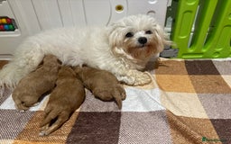 Maltipoo dogs for sale: Perfect small Maltipoo’s  puppy’s ❤️ - Image 14