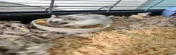 Hamster rodents for sale: Dwarf hamster  and cage very tame  - Advert 5