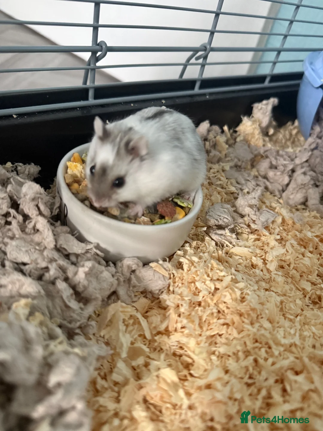 Hamster rodents for sale: Dwarf hamster  and cage very tame  - Advert 5
