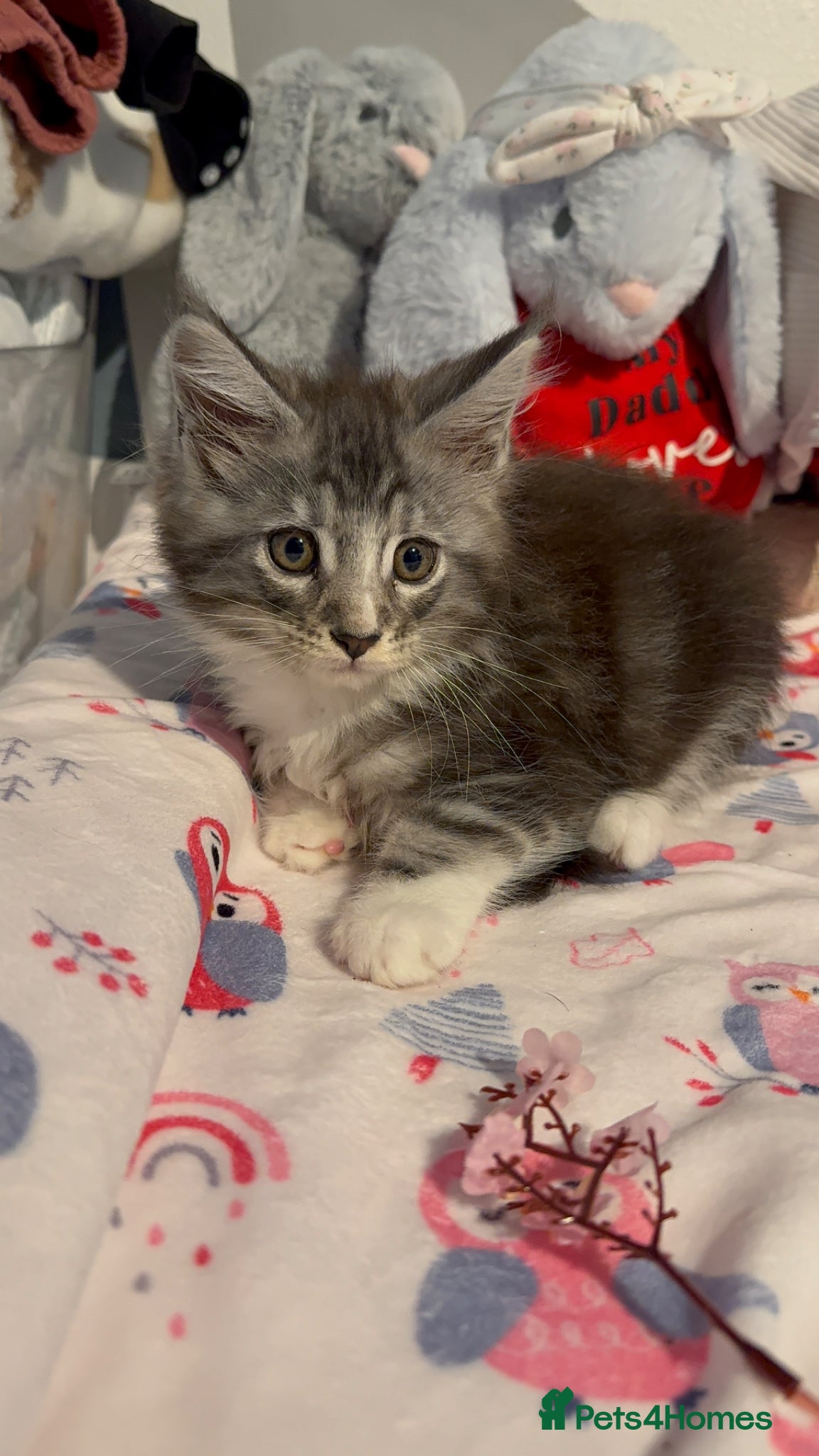 Maine Coon cats for sale: 4 full Maine Coon for sale  - Advert 14