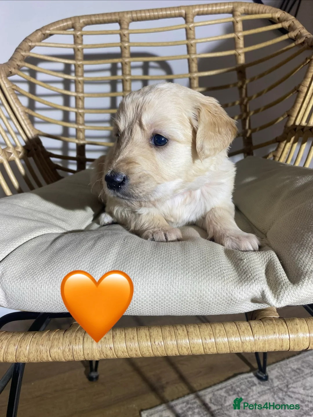 Goldendoodle dogs for sale: F1 Goldendoodles 🖤💛 - Advert 14
