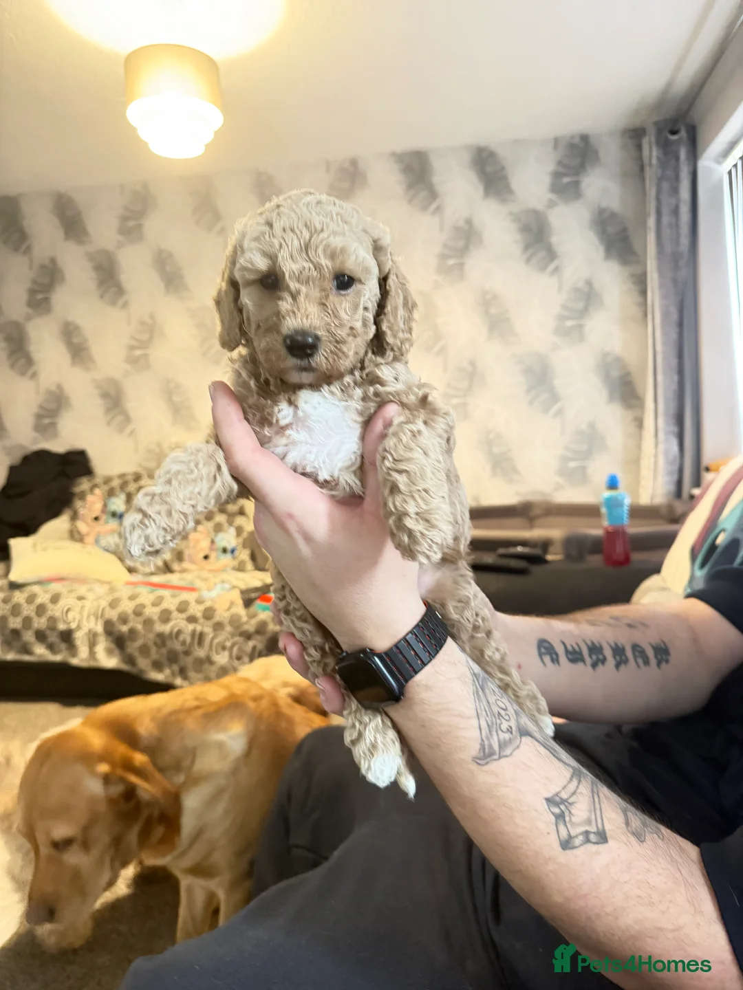 Cavapoochon dogs for sale: Beautiful cavapoochon puppies  - Advert 8