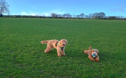 Mixed Breed dogs for sale: Australian doubledoodle puppies - Image 15