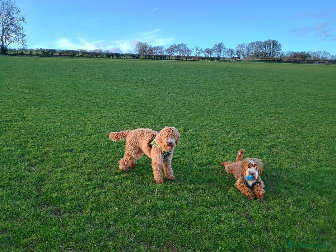 Mixed Breed dogs for sale: Australian doubledoodle puppies - Image 15