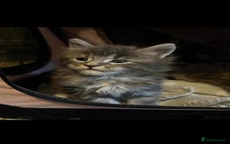 Maine Coon cats for sale: Blue And Blue And White Tabby’s - Image 3