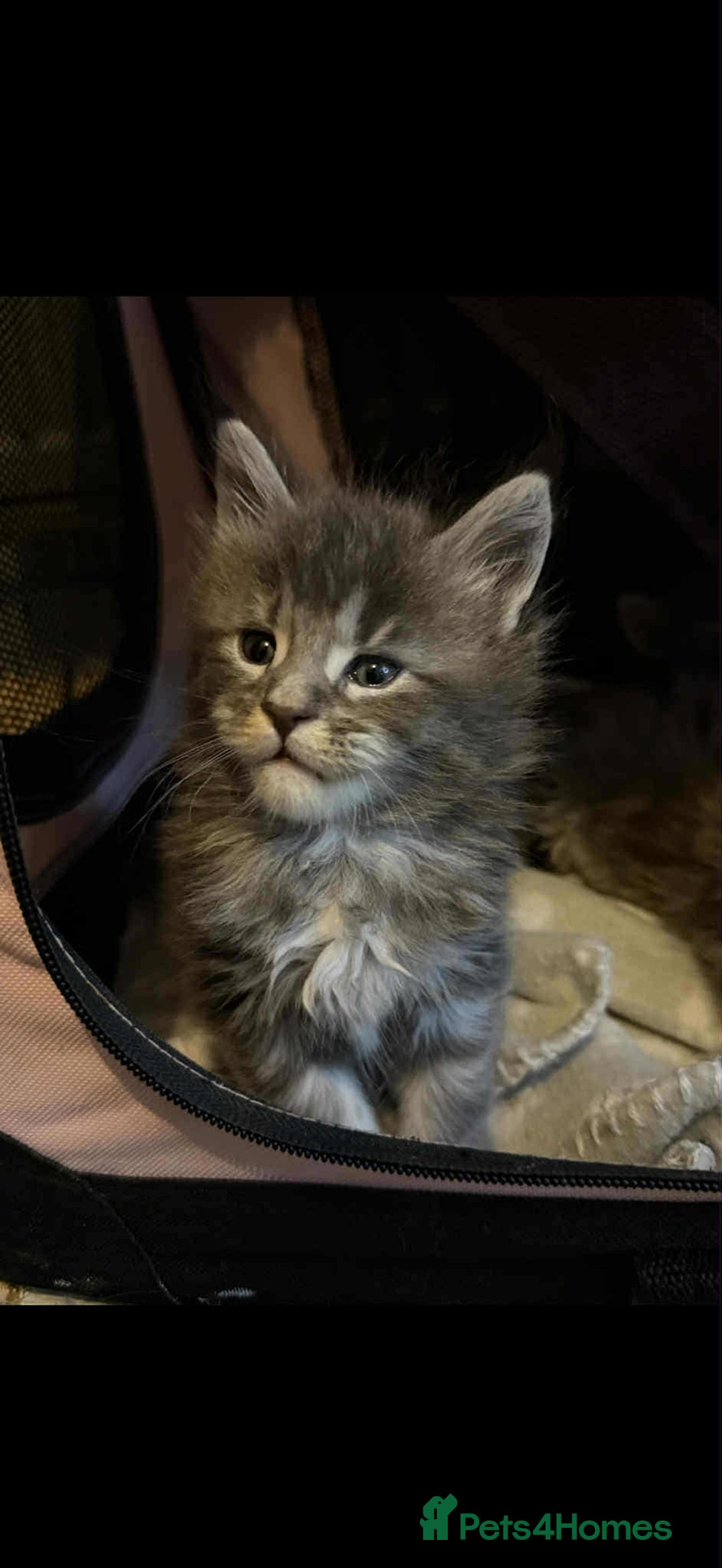 Maine Coon cats for sale: Blue And Blue And White Tabby’s - Image 3