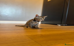 Bengal cats for sale: Ava’s Finest Pure Bengals, THREE Kittens Left. . . in Northampton - Image 26