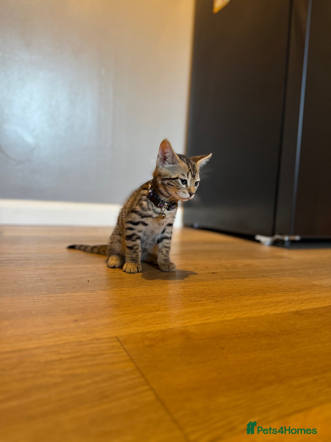 Bengal cats for sale: Ava’s Finest Pure Bengals, THREE Kittens Left. . . in Northampton - Image 26
