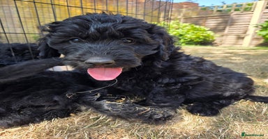 Goldendoodle dogs in High Wycombe - Advert 8