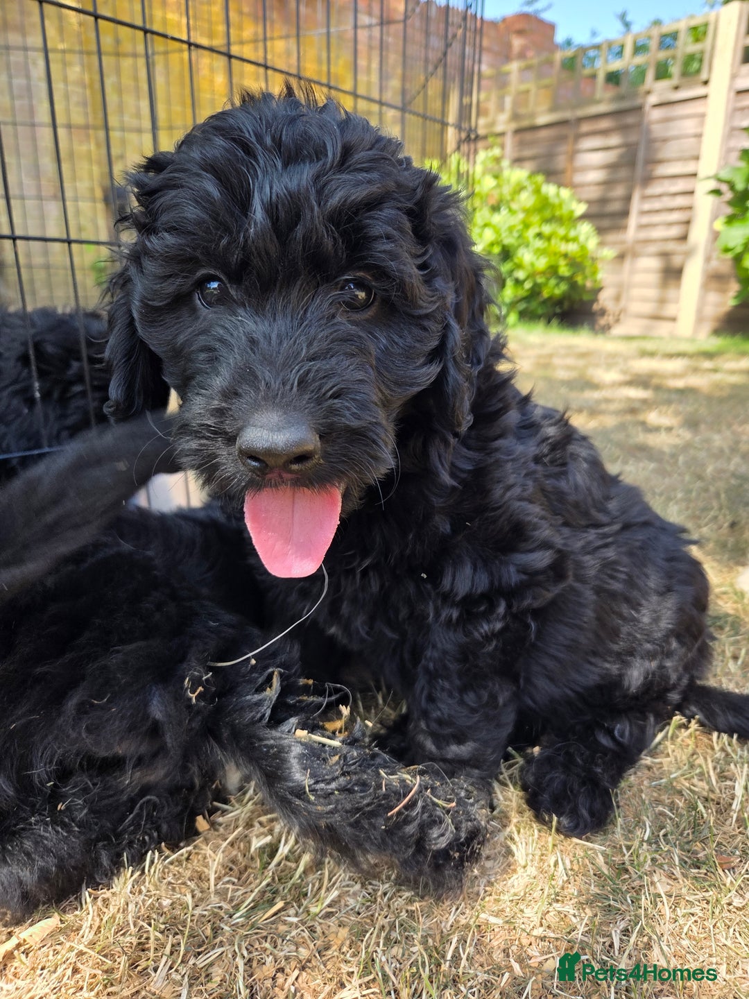 Goldendoodle dogs for sale: 🐾 One Boy Left.. Adorable F1 Goldendoodles 🐾  in High Wycombe - Image 3