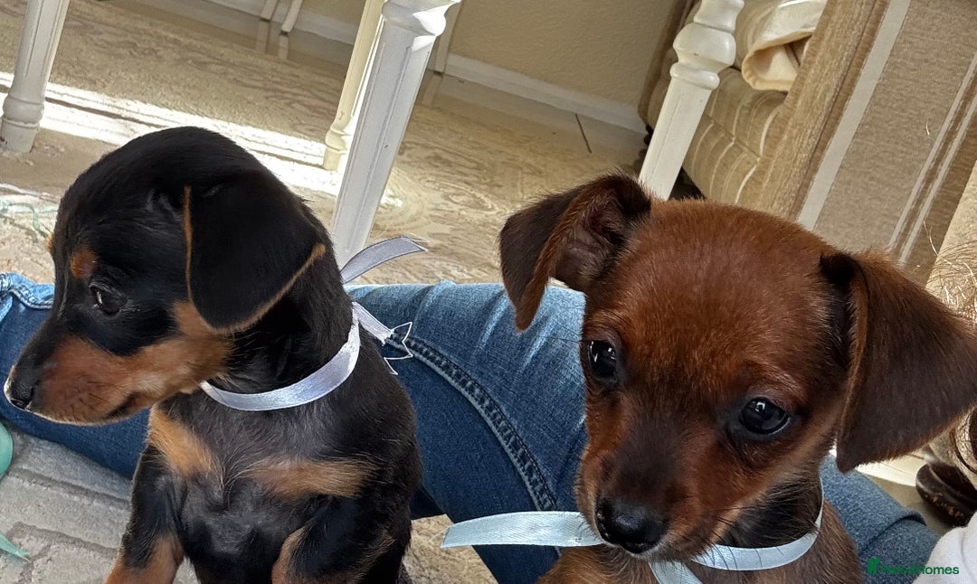 Miniature Dachshund dogs for sale: Miniature dachshunds - Image 22