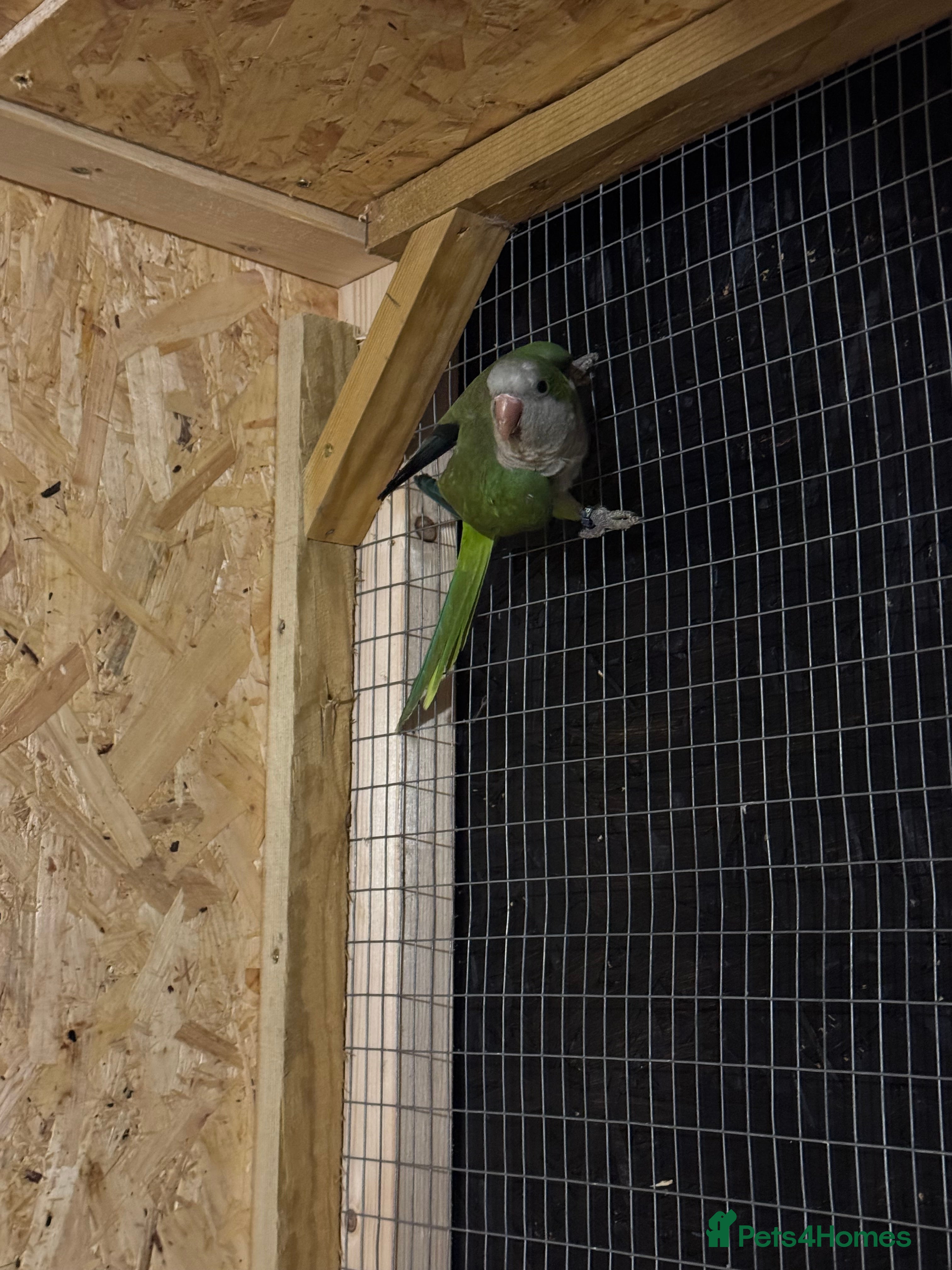 Lovebirds birds Quaker parrots  - Advert 15