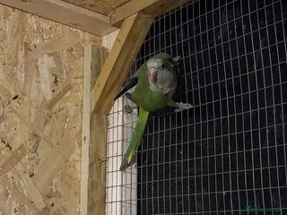 Lovebirds birds Quaker parrots - Advert 15