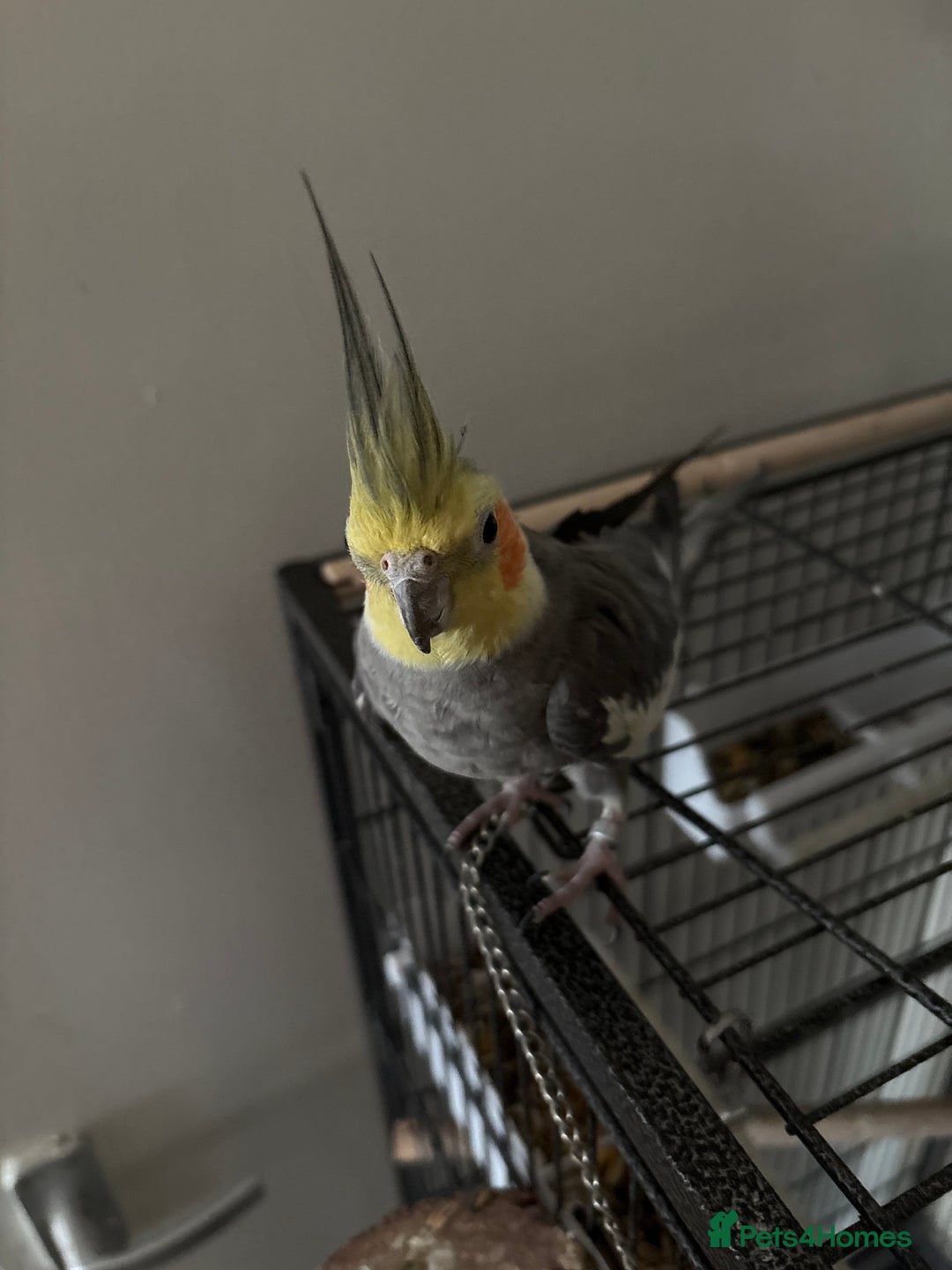 Cockatiels birds for sale: Cockatiel couple with cage and accessories  - Image 11