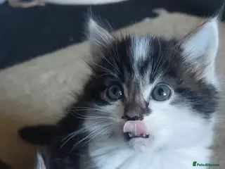 Mixed Breed cats 5 fluffy kittens (ready to go now) - Advert 4