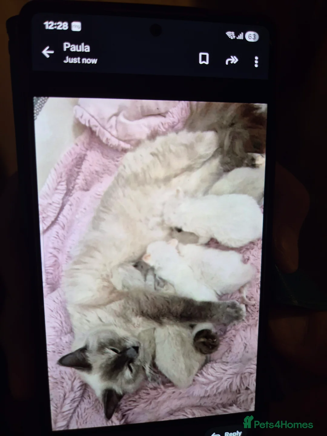 Ragdoll cats for sale: Female ragdoll kitten  - Advert 1