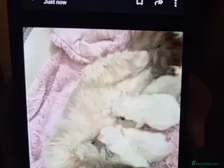 Ragdoll cats Female ragdoll kitten - Advert 1