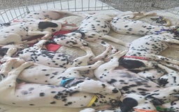 Dalmatian dogs for sale: Dalmatian puppies Ready now - Image 1