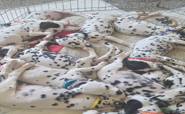 Dalmatian dogs - Advert 1