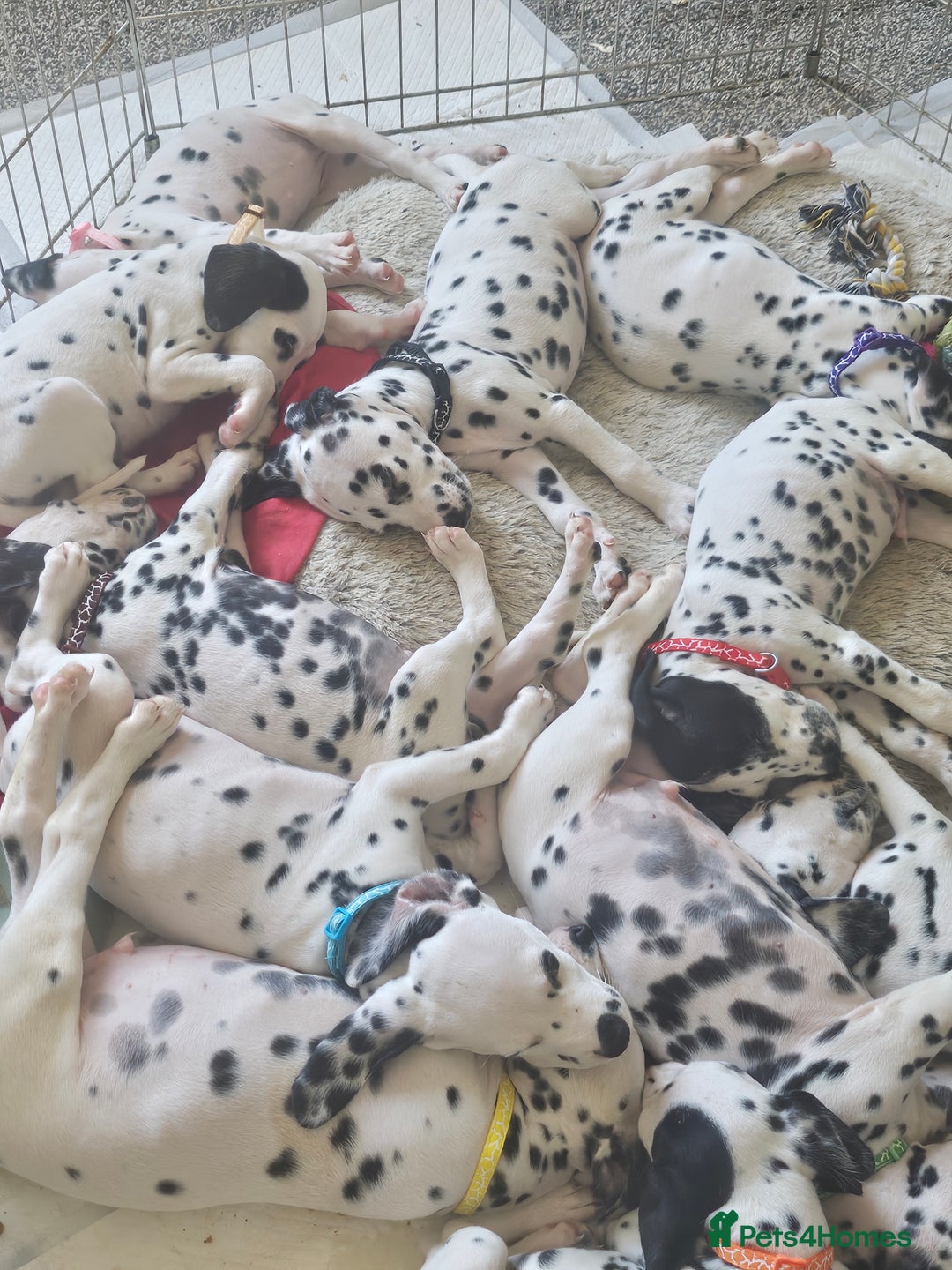 Dalmatian dogs for sale: Dalmatian puppies Ready now - Image 1