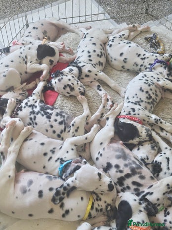 Dalmatian dogs - Advert 1