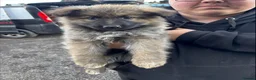 German Shepherd dogs for sale: german shepherd pups in Huntingdon - Advert 4
