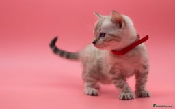 Bengal cats for sale: ✨ Snow Lynx Bengal Kittens – Ready to Reserve! ✨ - Image 5