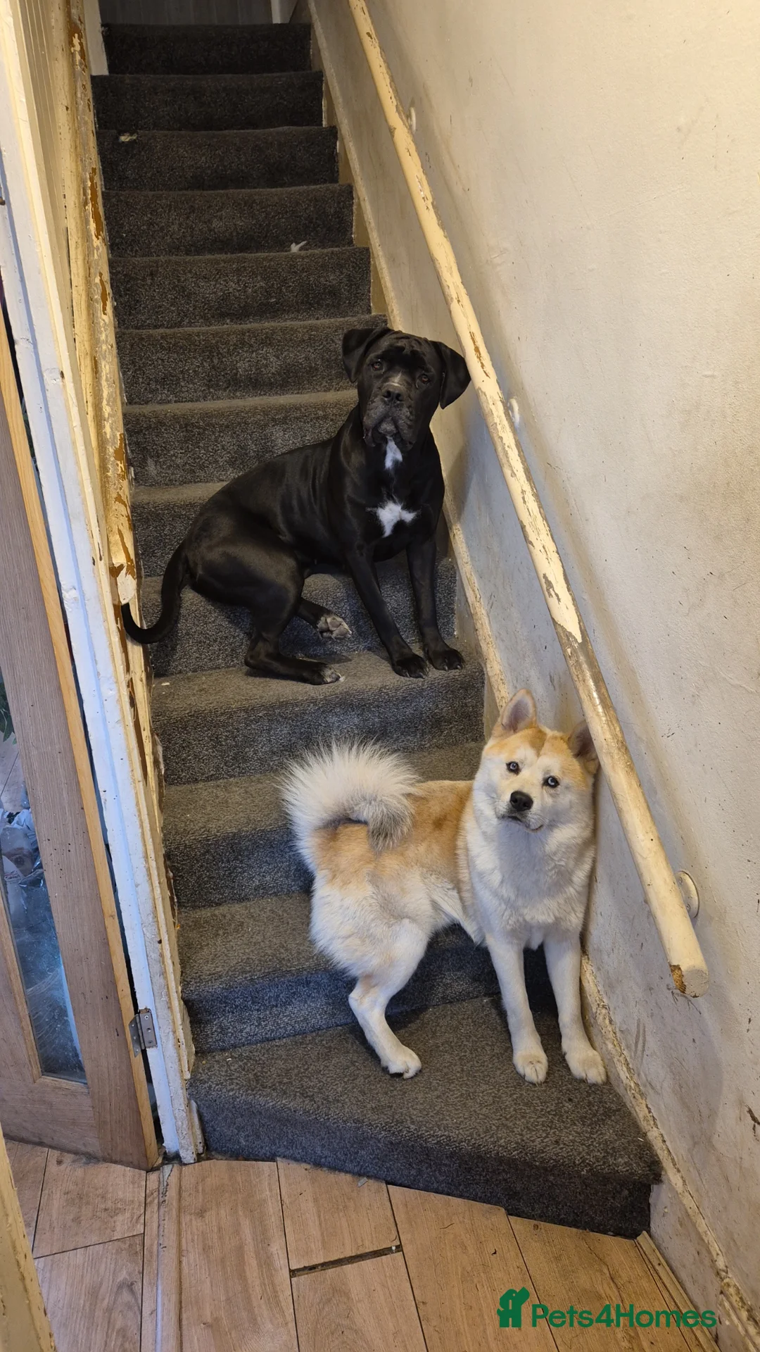 Mixed Breed dogs for sale: Female cane corso an our mal husky cross chow chow in Prestatyn - Advert 1