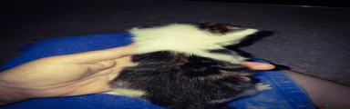 Mixed Breed 5