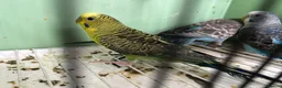 Budgerigars birds for sale: Black Wings budgies, possible split to bw/bf - Advert 10