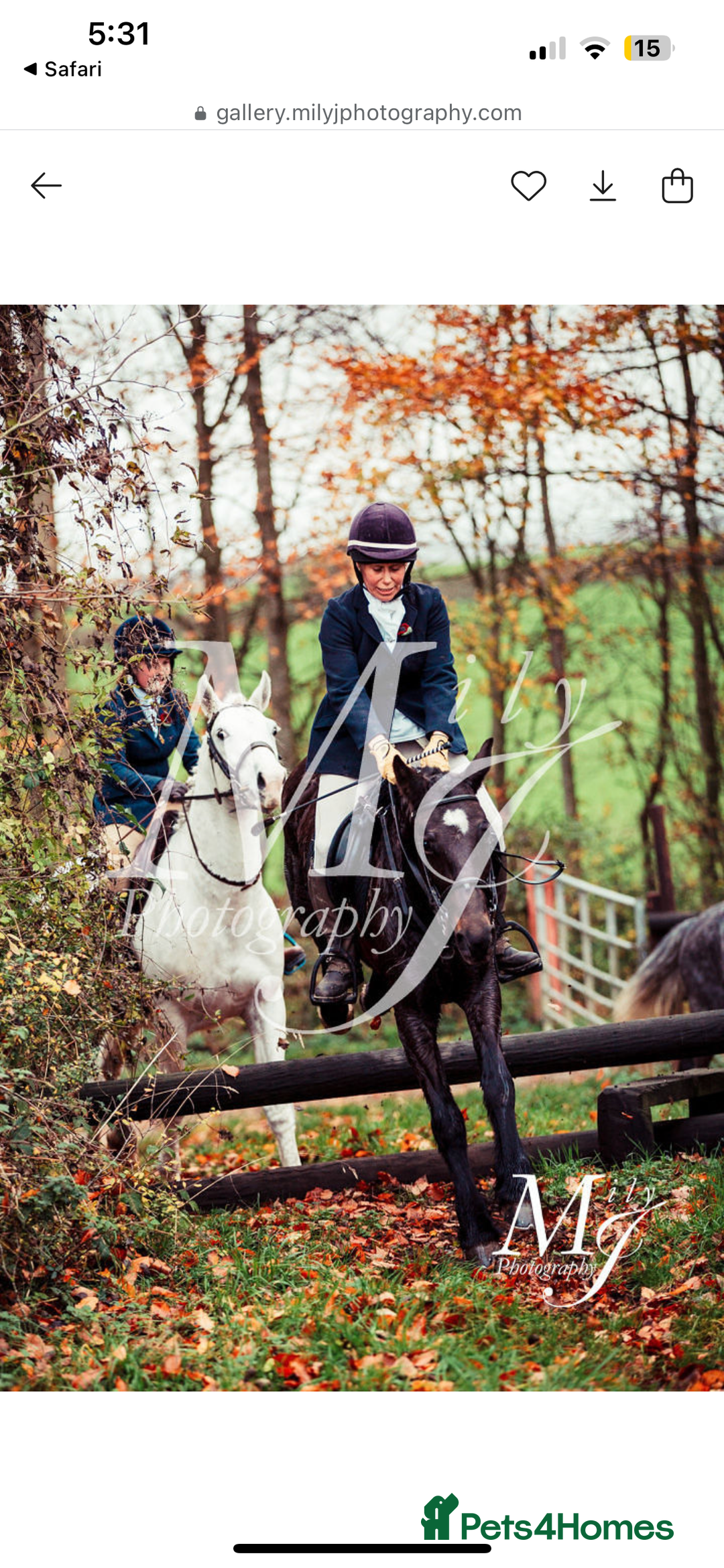 Other Breed horses for sale: Alrounder - Advert 11