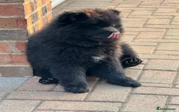 Chow Chow dogs for sale:  🐾 LAST TWO Ready to go STUNNING GIRL chow chows* - Image 17