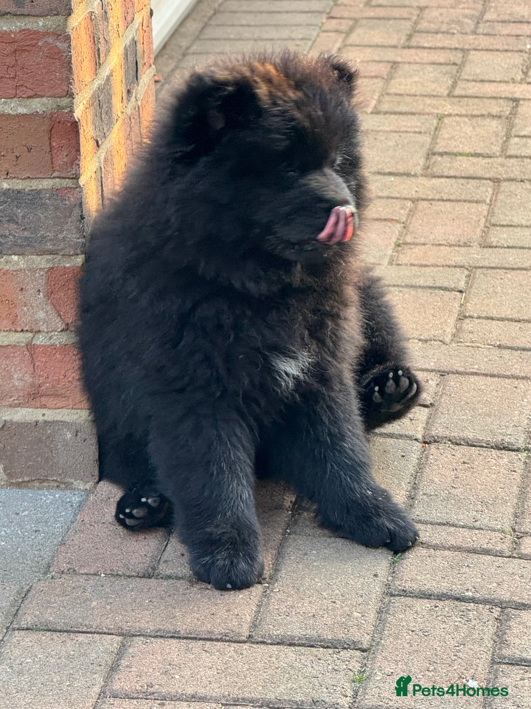 Chow Chow dogs for sale:  🐾 LAST TWO Ready to go STUNNING GIRL chow chows* - Image 17