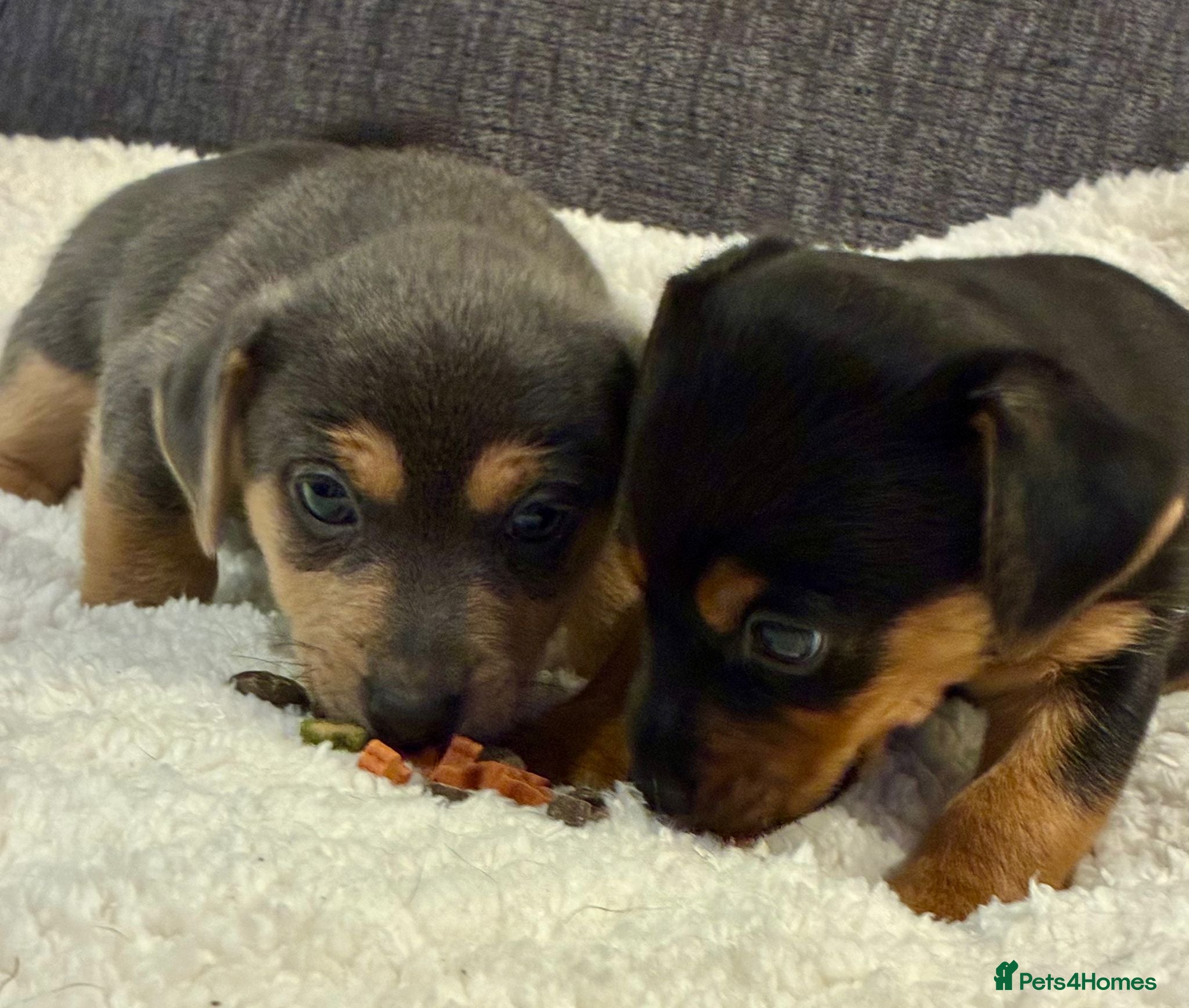 Jack Russell dogs Absolutely stunning Jack Russel pups for sale. - Advert 4