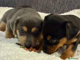 Jack Russell dogs Absolutely stunning Jack Russel pups for sale. - Advert 4