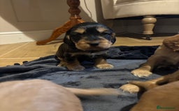 Cocker Spaniel dogs for sale: The Perfect Mix Cocker Puppies Working x Show  - Image 11