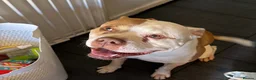 American Bulldog dogs for sale: American bulldog in London - Advert 2