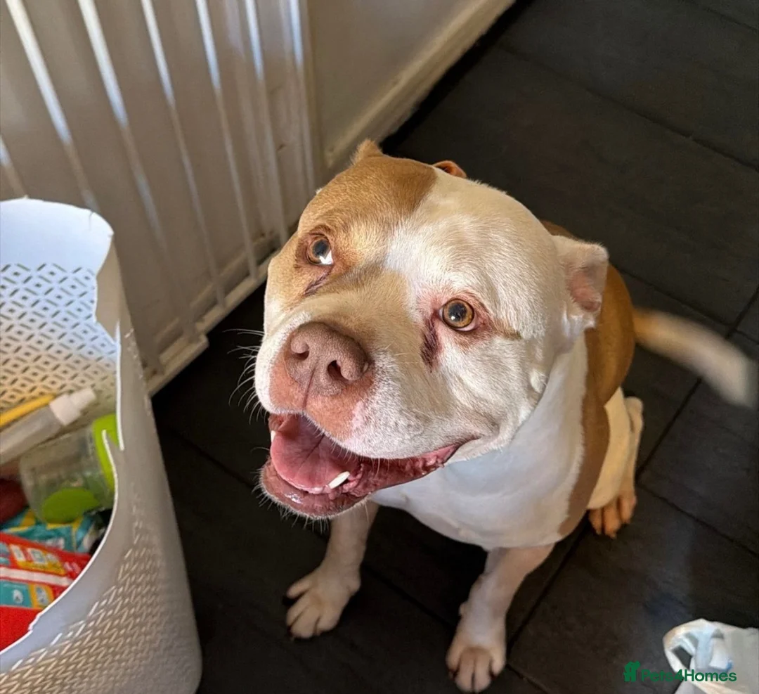 American Bulldog dogs for sale: American bulldog in London - Advert 2