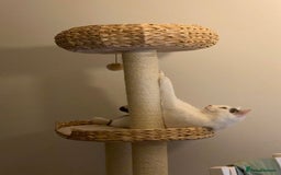 Domestic Shorthair cats for sale: Domestic Cow-Patterned Female Cat found Loving - Image 11
