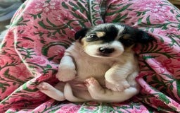 Jack Russell dogs for sale: Georgeous Jack Russell Puppy boy  in Tunbridge Wells - Image 10