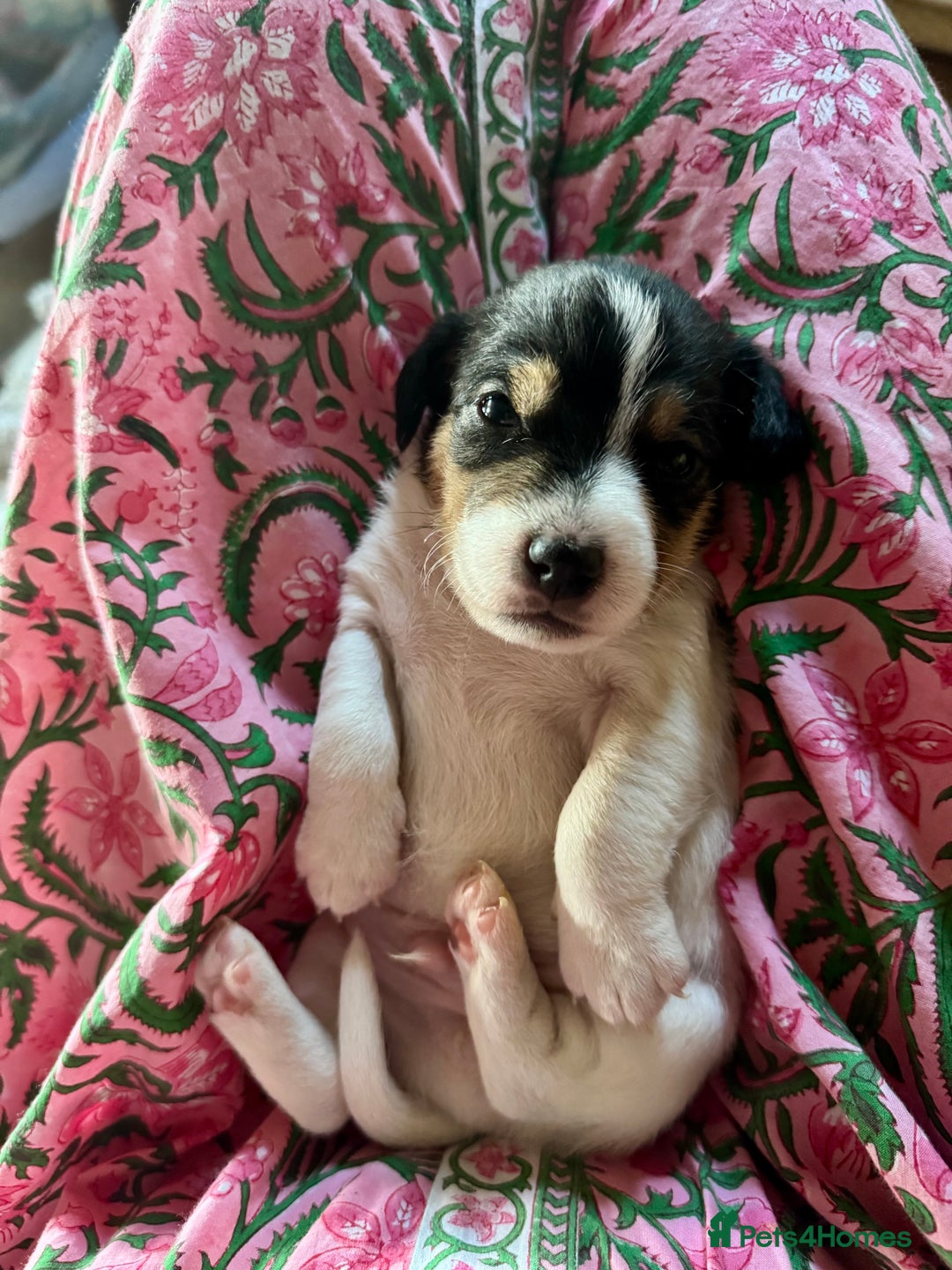 Jack Russell dogs for sale: Georgeous Jack Russell Puppy boy  in Tunbridge Wells - Image 10