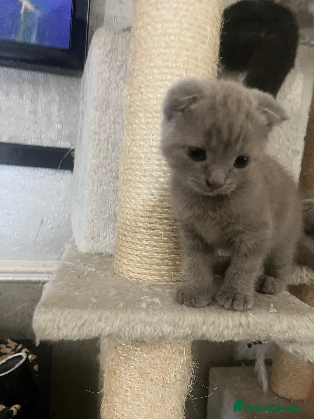 Scottish Fold cats for sale: Scottish fold kittens for sale  - Image 26
