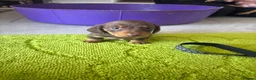 Miniature Dachshund dogs for sale: true tiny dachshunds! - Advert 17