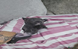 Staffordshire Bull Terrier dogs for sale: Staffordshire bull terrier  - Advert 24