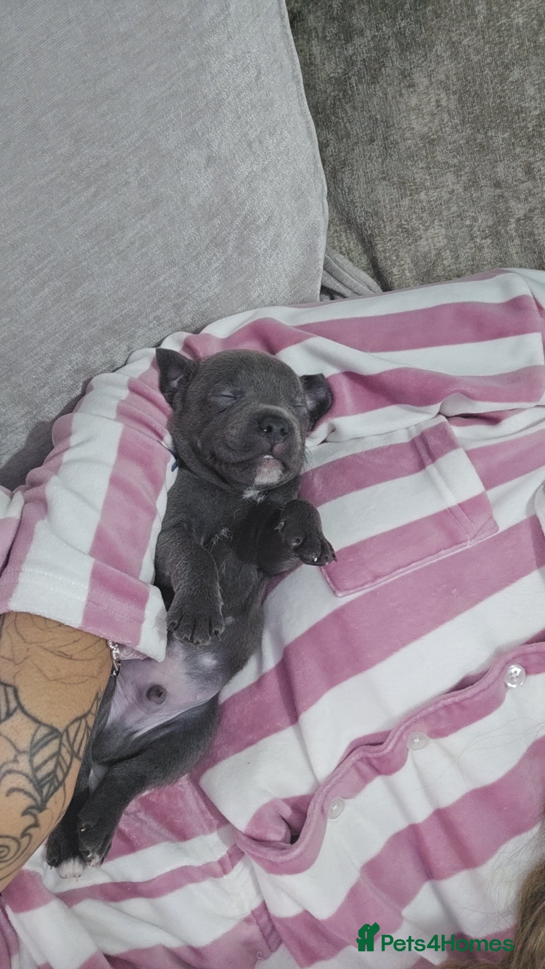 Staffordshire Bull Terrier dogs for sale: Staffordshire bull terrier  - Advert 24