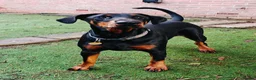 Dobermann dogs for sale: A Stunning strong KC Reg Black & Tan Doberman - Advert 9