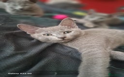 Russian Blue cats for sale: TICA Russian Blue Kittens Pedigree - Image 19